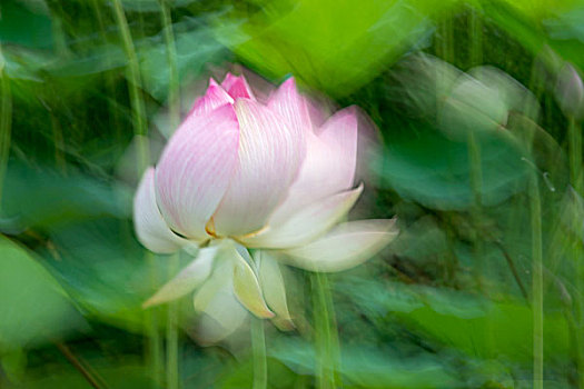 soi cầu bach thủ